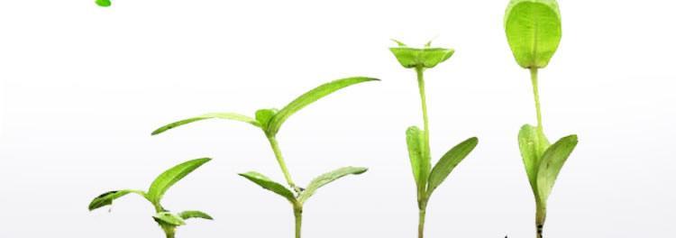 毛慈菇催芽粉使用方法是什么？使用过程中常见问题有哪些？