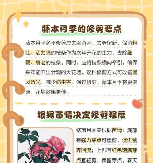 月季室内修剪枝条的正确方法是什么？修剪后如何护理？