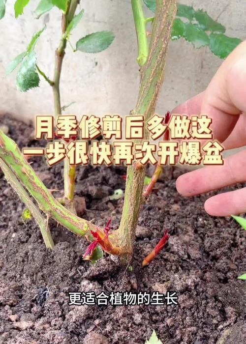 月季室内修剪枝条的正确方法是什么？修剪后如何护理？