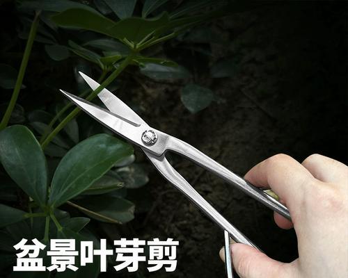 小枝修剪枝条的最佳时机是什么时候？修剪后如何促进新芽生长？