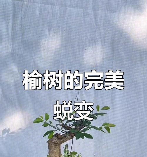 榆树秋天修剪枝叶的最佳方法是什么？修剪后如何护理？