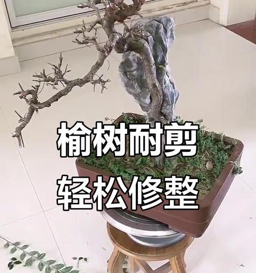 榆树秋天修剪枝叶的最佳方法是什么？修剪后如何护理？