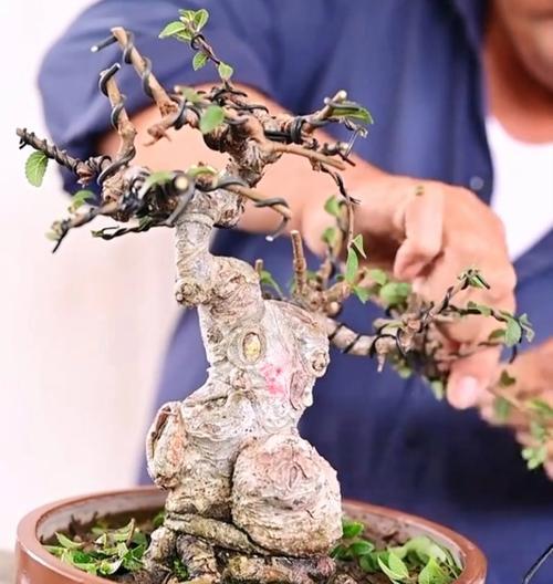 榆树秋天修剪枝叶的最佳方法是什么？修剪后如何护理？