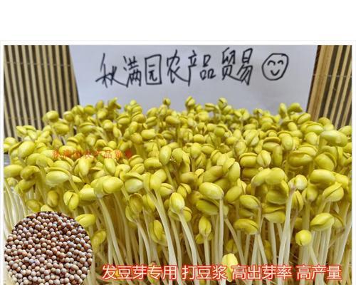 黄嫩芽苗怎么种植方法？种植过程中需要注意哪些问题？