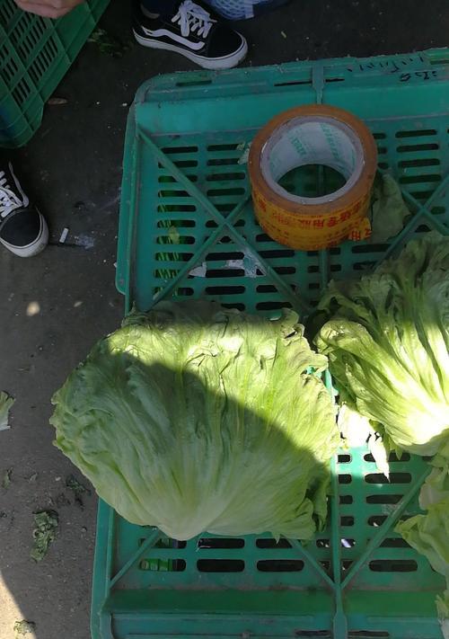 球生菜怎么种植方法？家庭种植球生菜的步骤是什么？