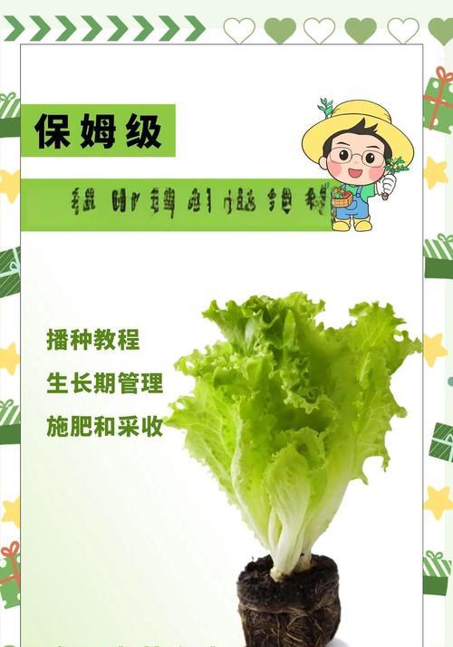 球生菜怎么种植方法？家庭种植球生菜的步骤是什么？