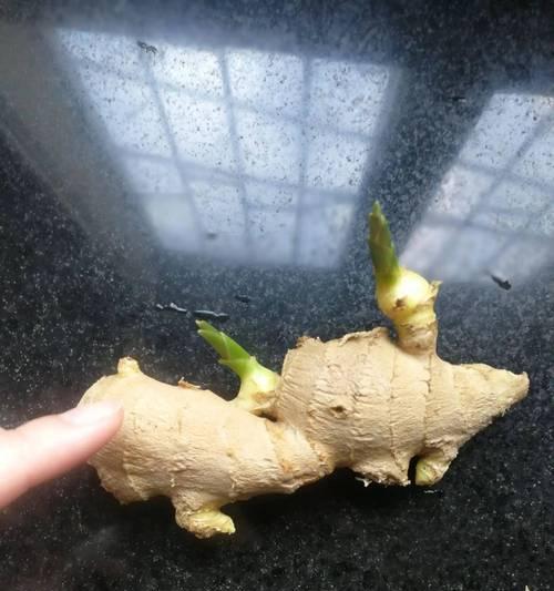 生姜种子催芽后如何正确保管？保管期间需要注意什么问题？