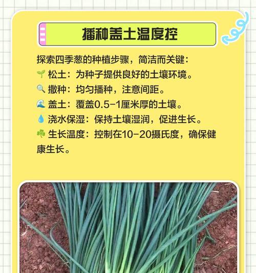 葱地种子催芽方法是什么？需要多长时间才能发芽？