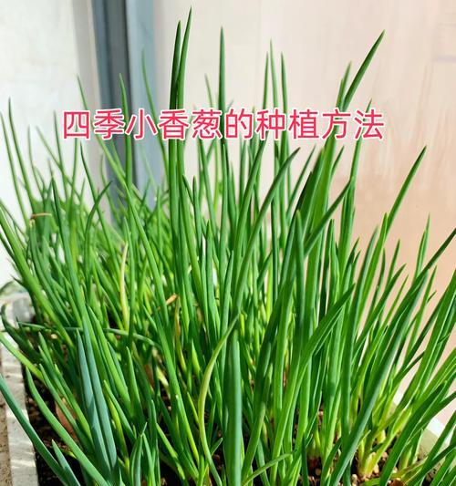 葱地种子催芽方法是什么？需要多长时间才能发芽？