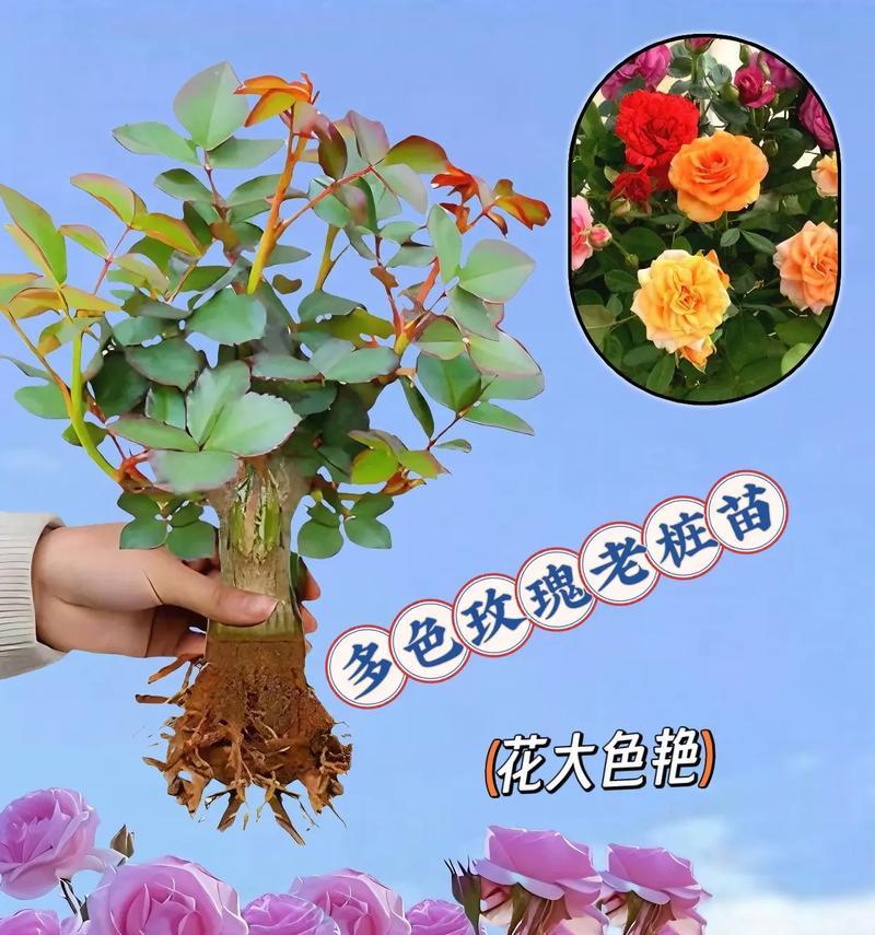 玫瑰怎么选苗种植方法？有哪些技巧和注意事项？