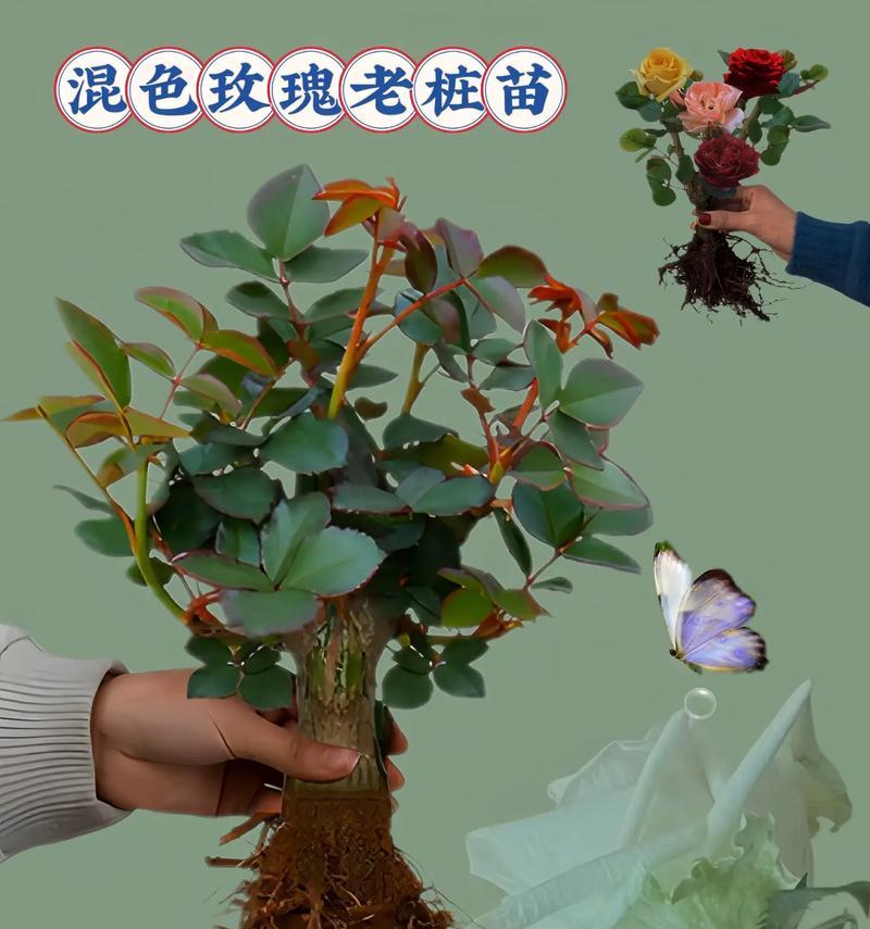 玫瑰怎么选苗种植方法？有哪些技巧和注意事项？
