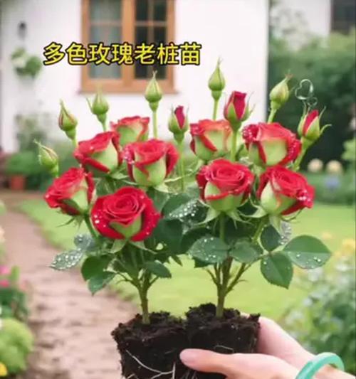玫瑰怎么选苗种植方法？有哪些技巧和注意事项？