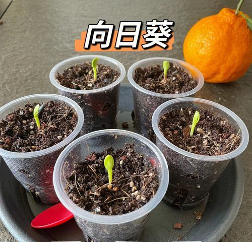 瓜子催芽失败了怎么办？如何正确催芽？