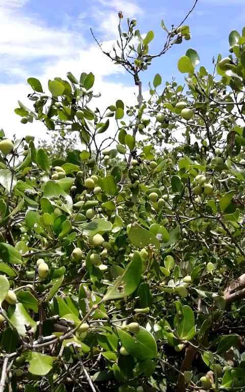 红树果怎么种植方法？种植过程中需要注意哪些问题？