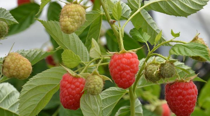 红树果怎么种植方法？种植过程中需要注意哪些问题？