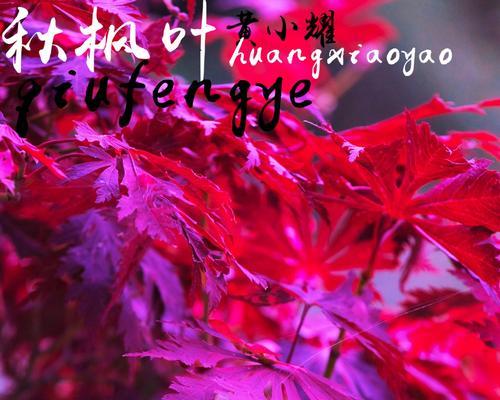黄枫叶怎么种植方法？种植黄枫叶有哪些注意事项？
