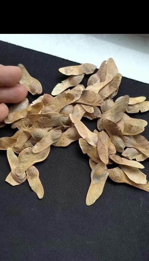 黄枫叶怎么种植方法？种植黄枫叶有哪些注意事项？