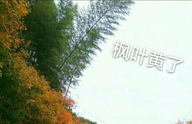 黄枫叶怎么种植方法？种植黄枫叶有哪些注意事项？
