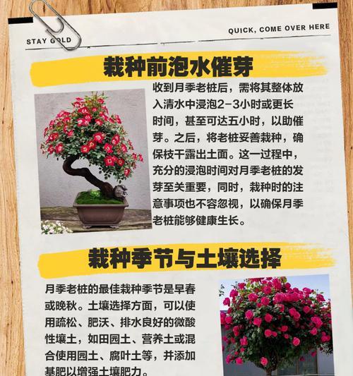 室内绿植老桩催芽方法是什么？需要多长时间才能发芽？