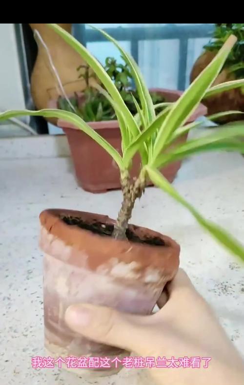室内绿植老桩催芽方法是什么？需要多长时间才能发芽？