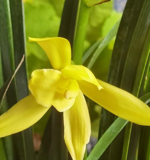 104朵花代表什么含义？花语解释及常见问题解答？