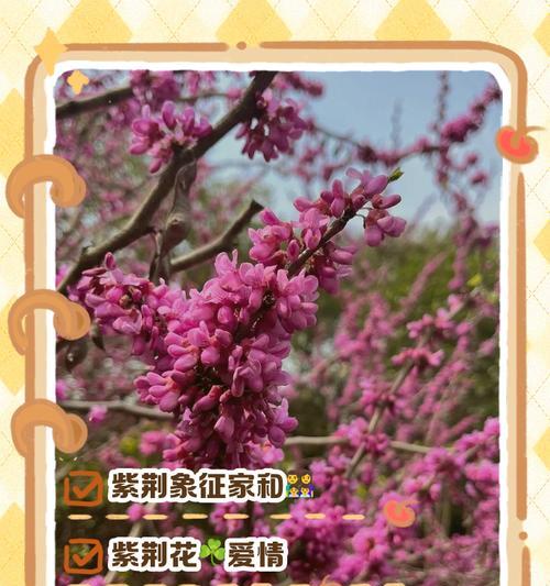 104朵花代表什么含义？花语解释及常见问题解答？