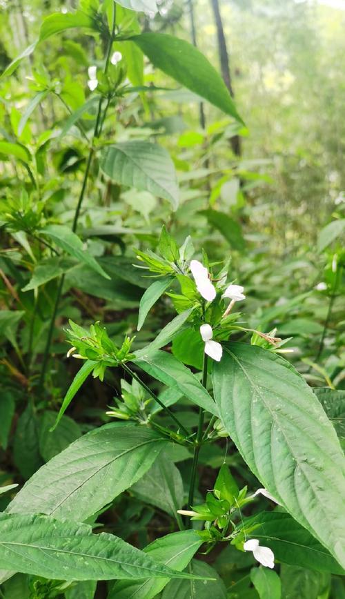 苦槠子种植催芽方法是什么？需要多长时间才能发芽？