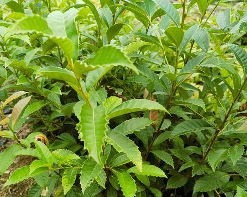 苦槠子种植催芽方法是什么？需要多长时间才能发芽？
