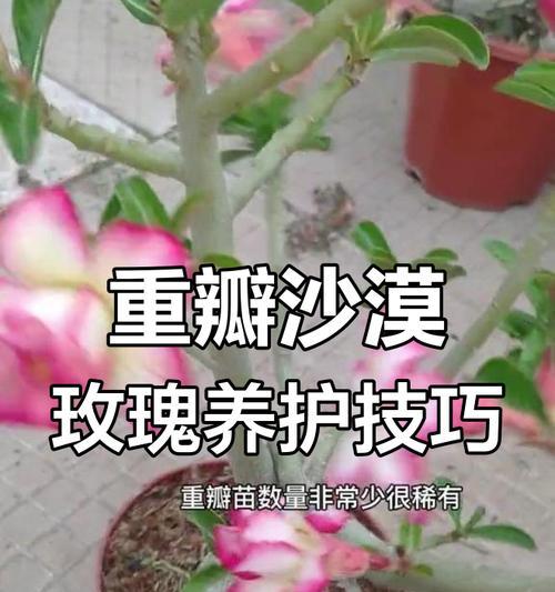 赤橙修剪枝条的最佳时机是什么时候？步骤有哪些？