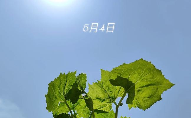 苦瓜老苗催芽方法是什么？如何提高发芽率？