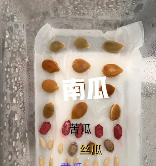 苦瓜老苗催芽方法是什么？如何提高发芽率？