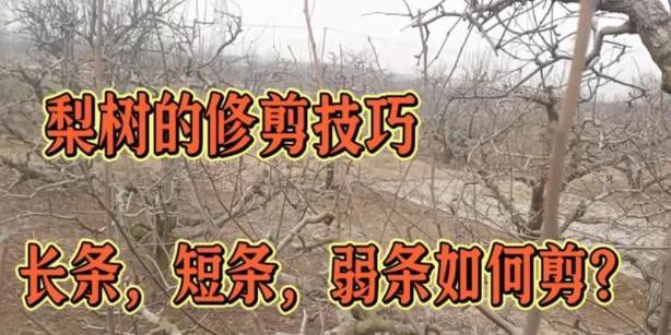 梨树修剪枝条的最佳时机是什么时候？如何正确修剪以提高产量？