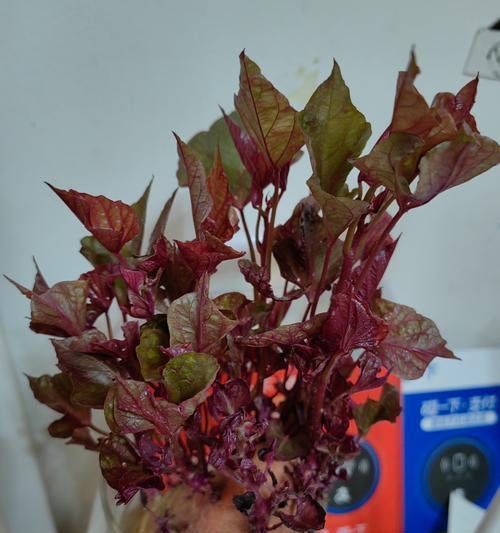 红薯菜修剪枝条的最佳时机和方法是什么？