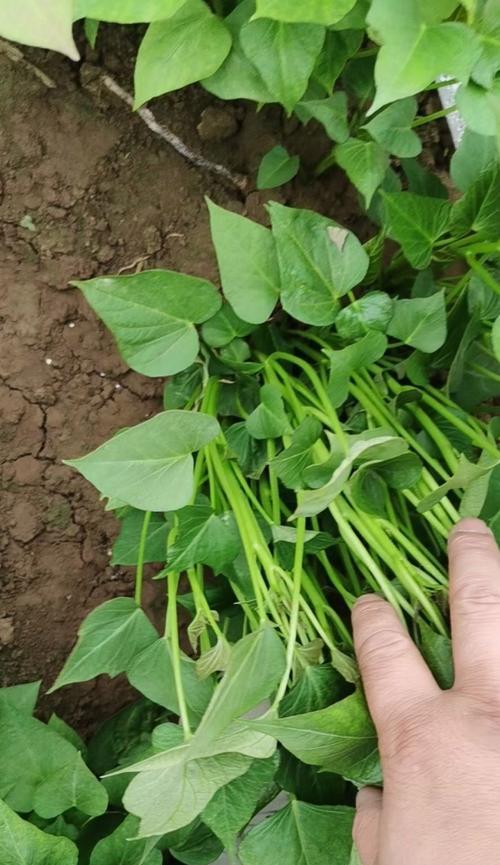 红薯菜修剪枝条的最佳时机和方法是什么？