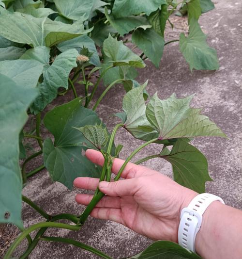红薯菜修剪枝条的最佳时机和方法是什么？