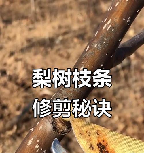 小梨树修剪枝的最佳时机是什么时候？修剪后如何护理？