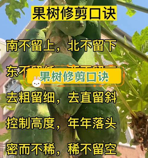 小梨树修剪枝的最佳时机是什么时候？修剪后如何护理？