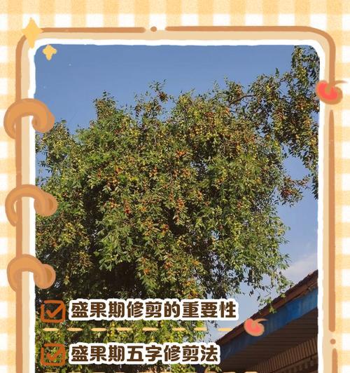 木枣树种植方法有哪些？如何确保木枣树健康成长？