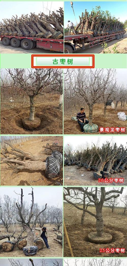 木枣树种植方法有哪些？如何确保木枣树健康成长？