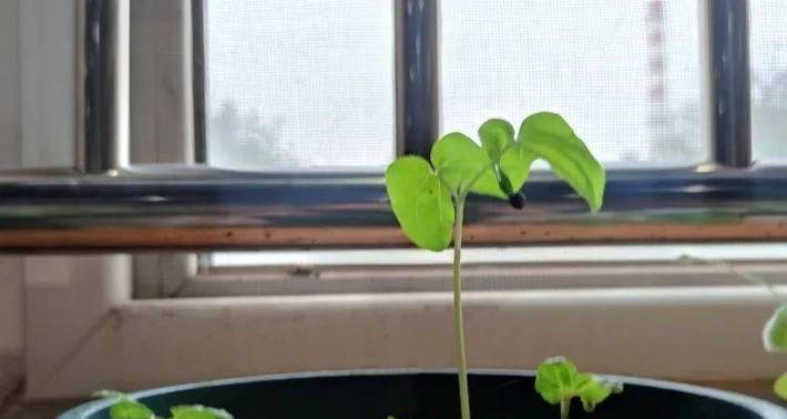 牵牛花催芽方法是什么？需要多长时间才能发芽？
