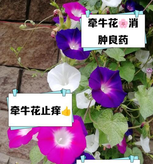 牵牛花催芽方法是什么？需要多长时间才能发芽？