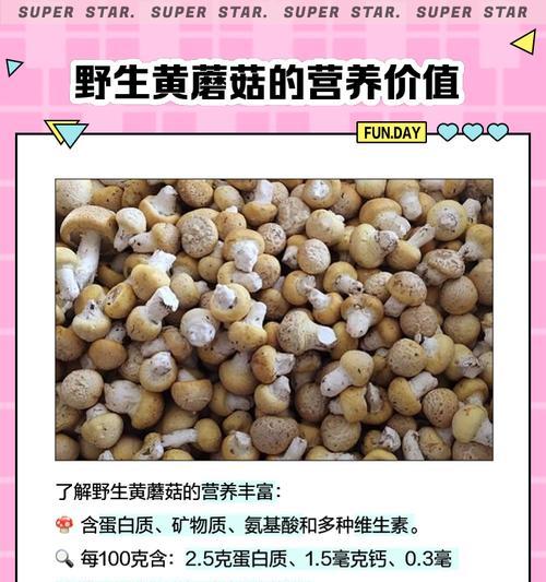 黄蘑种植方法是什么？如何正确种植黄蘑？