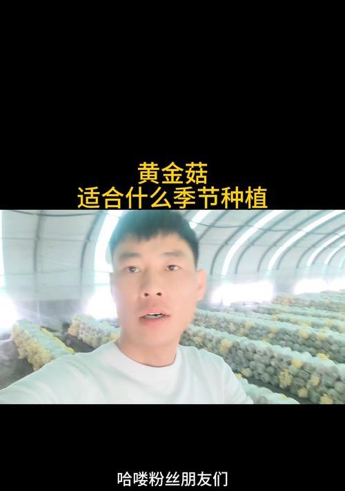 黄蘑种植方法是什么？如何正确种植黄蘑？