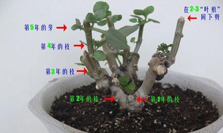 栀子花修剪枝条的最佳时机是什么时候？修剪后如何促进新枝生长？