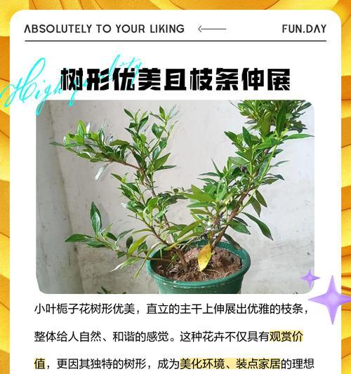 栀子花修剪枝条的最佳时机是什么时候？修剪后如何促进新枝生长？