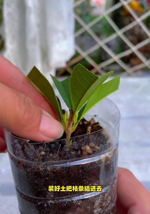 栀子花修剪枝条的最佳时机是什么时候？修剪后如何促进新枝生长？