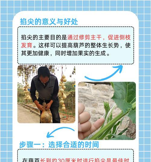 葫芦籽怎么种植方法？详细步骤和注意事项是什么？