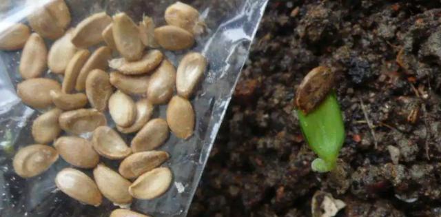 葫芦籽怎么种植方法？详细步骤和注意事项是什么？