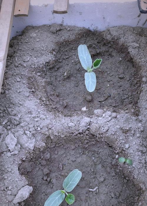 葫芦籽怎么种植方法？详细步骤和注意事项是什么？