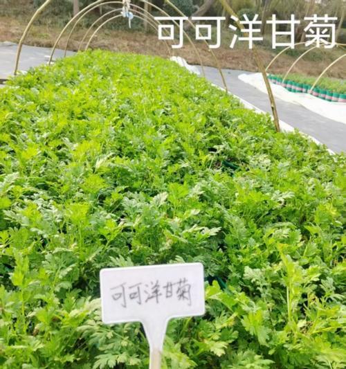羊梗橘种植方法是什么？如何正确种植羊梗橘？
